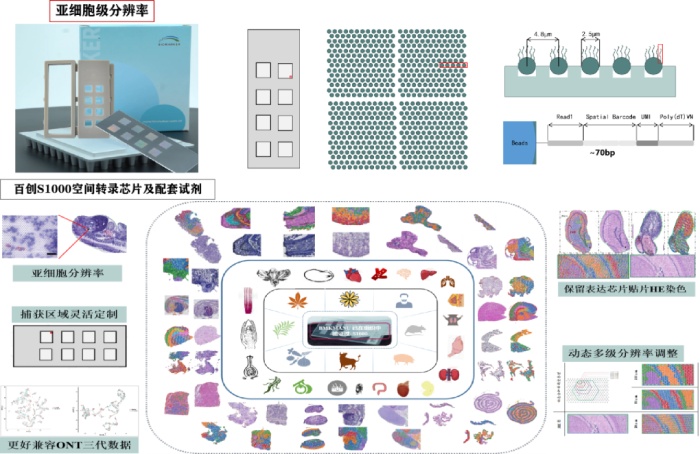 百创S1000空间转录组