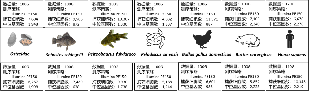 百创智造DG1000跨物种PBMC数据