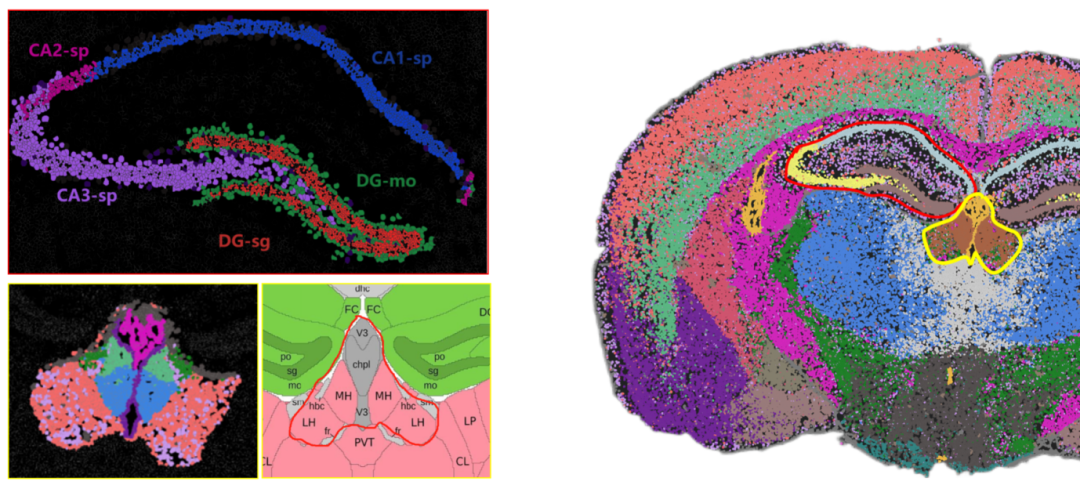 鼠脑细胞分割：Number of Cells 75,101；Median Genes per Cells 1,568