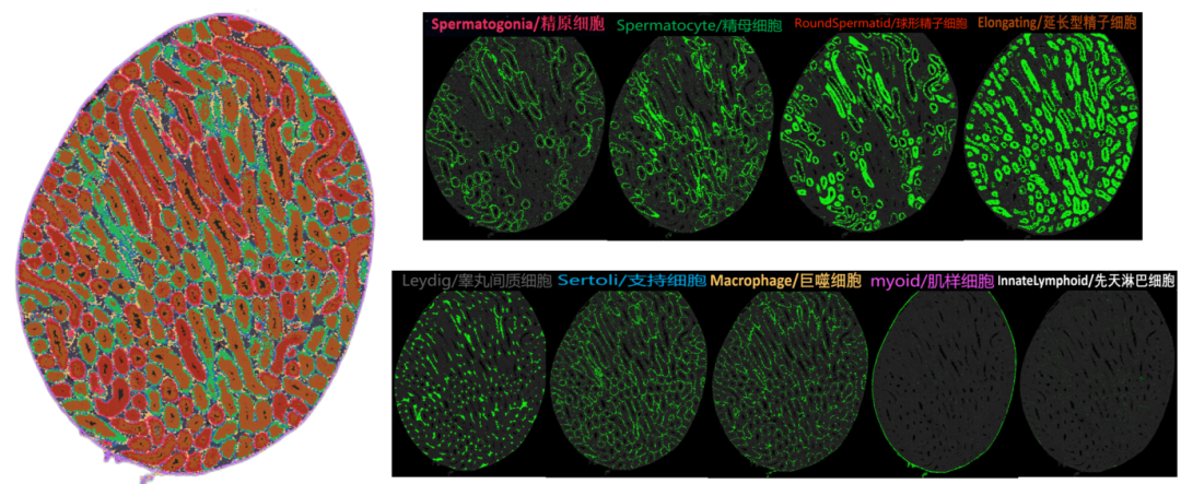 Demo数据，小鼠睾丸：Number of Cells 137,671；Median Genes per 645