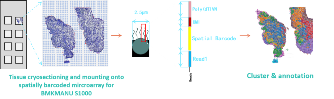 百创S系列空间转录组技术原理图