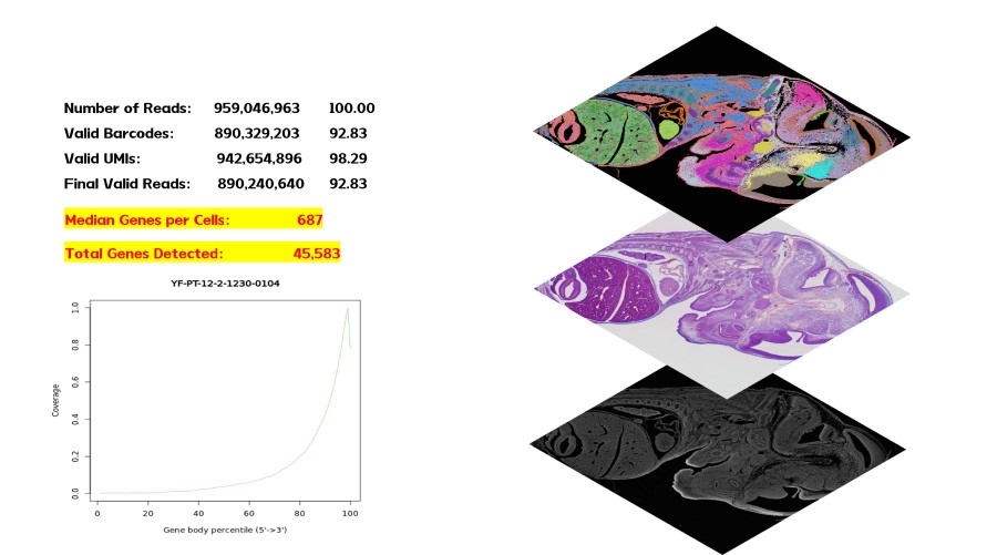 实测结果-小鼠胚胎FFPE